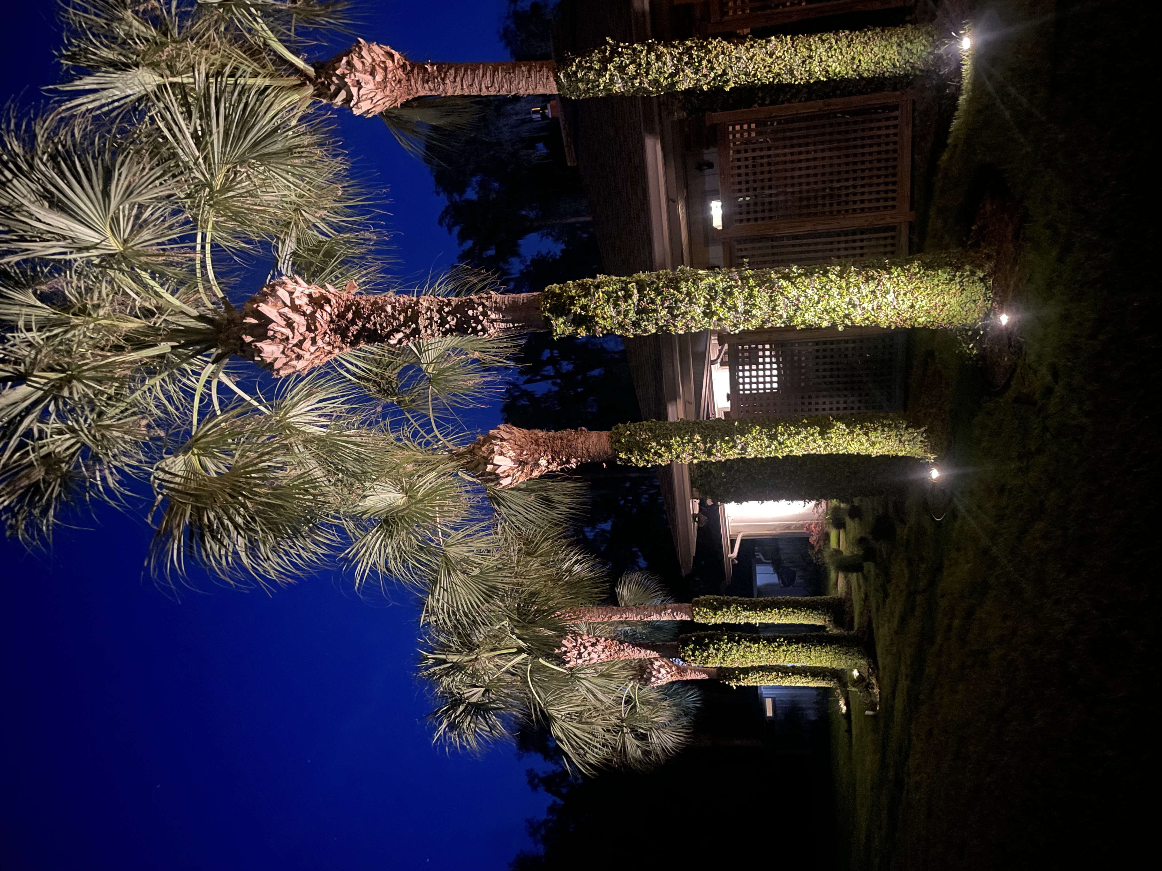 Landscape Lighting to Highlight Palm Trees